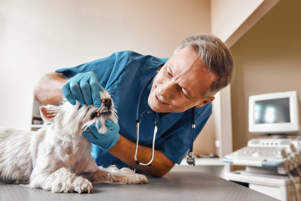 Best Knocked-Out Tooth (Avulsed Tooth) Treatment in Stowell, TX